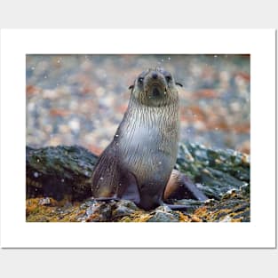 BABY SEAL POSING FOR A PHOTO Posters and Art